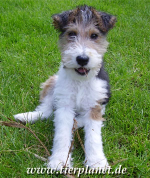 DoggyDay im Neanderthal Museum 2025