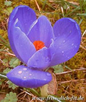 Gartenlust Schloss Dürrenmungenau 2021